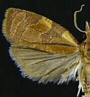 Cenopis diluticostana