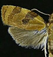 Cenopis diluticostana