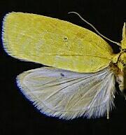 Cenopis karacana