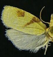 Cenopis karacana