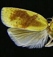 Cenopis karacana