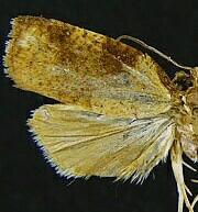 Cenopis eulongicosta