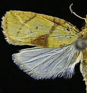 Cenopis mesospila