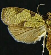 Cenopis directana