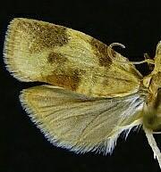 Cenopis saracana