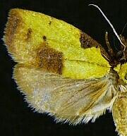 Cenopis lamberti