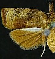 Platynota flavedana