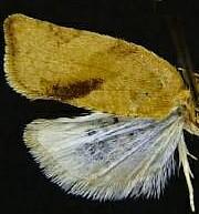 Platynota larreana