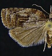 Platynota idaeusalis