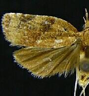 Platynota texana