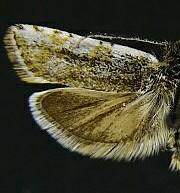 Synnoma lynosyrana