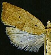 Coelostathma discopunctana