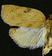 Amorbia emigratella