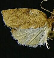 Amorbia emigratella