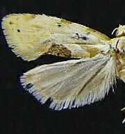 Aethes angustana