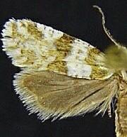 Aethes argentilimitana