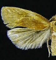 Aethes floccosana