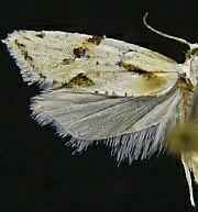 Aethes seriatana