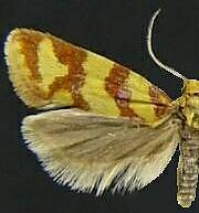 Aethes rutilana