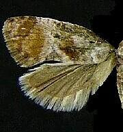 Cochylichroa temerana