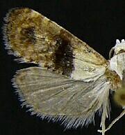 Eugnosta erigeronana