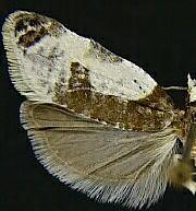 Henricus fuscodorsana