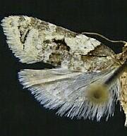 Henricus infernalis