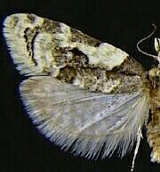 Henricus infernalis