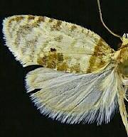 Henricus umbrabasana