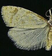 Phtheochroa aegrana