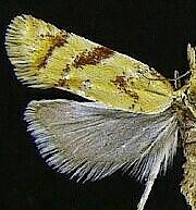 Phtheochroa aureoalbida