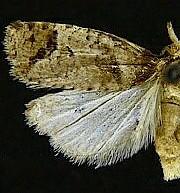 Phtheochroa baracana