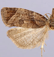 Phtheochroa birdana