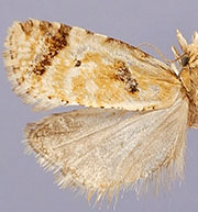 Phtheochroa canariana