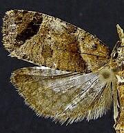 Phtheochroa birdana