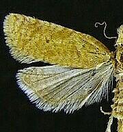 Phtheochroa fulviplicana