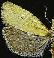 Phtheochroa fulviplicana