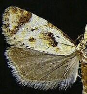 Phtheochroa fulviplicana