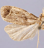 Phtheochroa terminana