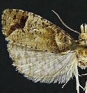 Phtheochroa terminana