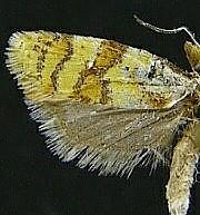 Phtheochroa vitellinana