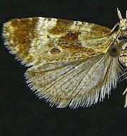 Phtheochroa vulneratana of authors