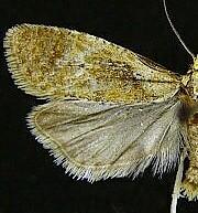 Phtheochroa waracana