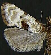 Platphalonidia campicolana