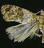 Thyraylia discana