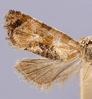 Thyraylia gunniana