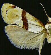 Nycthia pimana