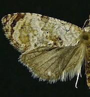 Thyraylia wiscana