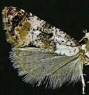 Cochylini n. sp.