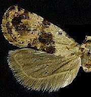 Cochylini n. sp.